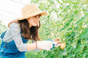 top-vegetable_-garden top画像(夏)